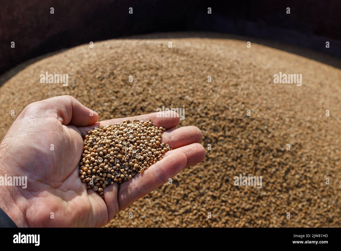 mano maschio di coltivatore con semi di coriandolo asciutti Foto Stock