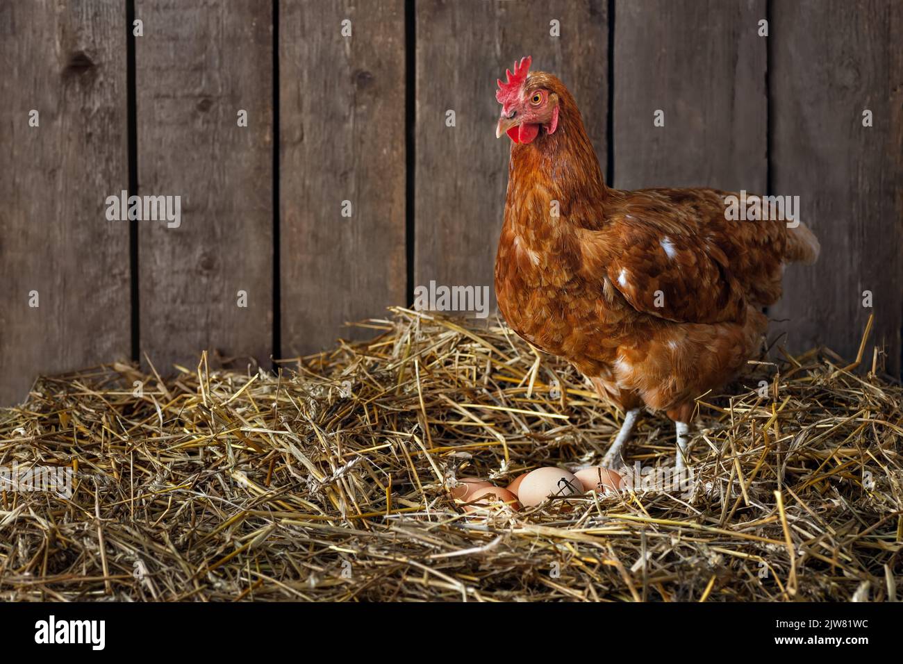 gallina ovaiola rossa in piedi e guarda le sue uova Foto Stock