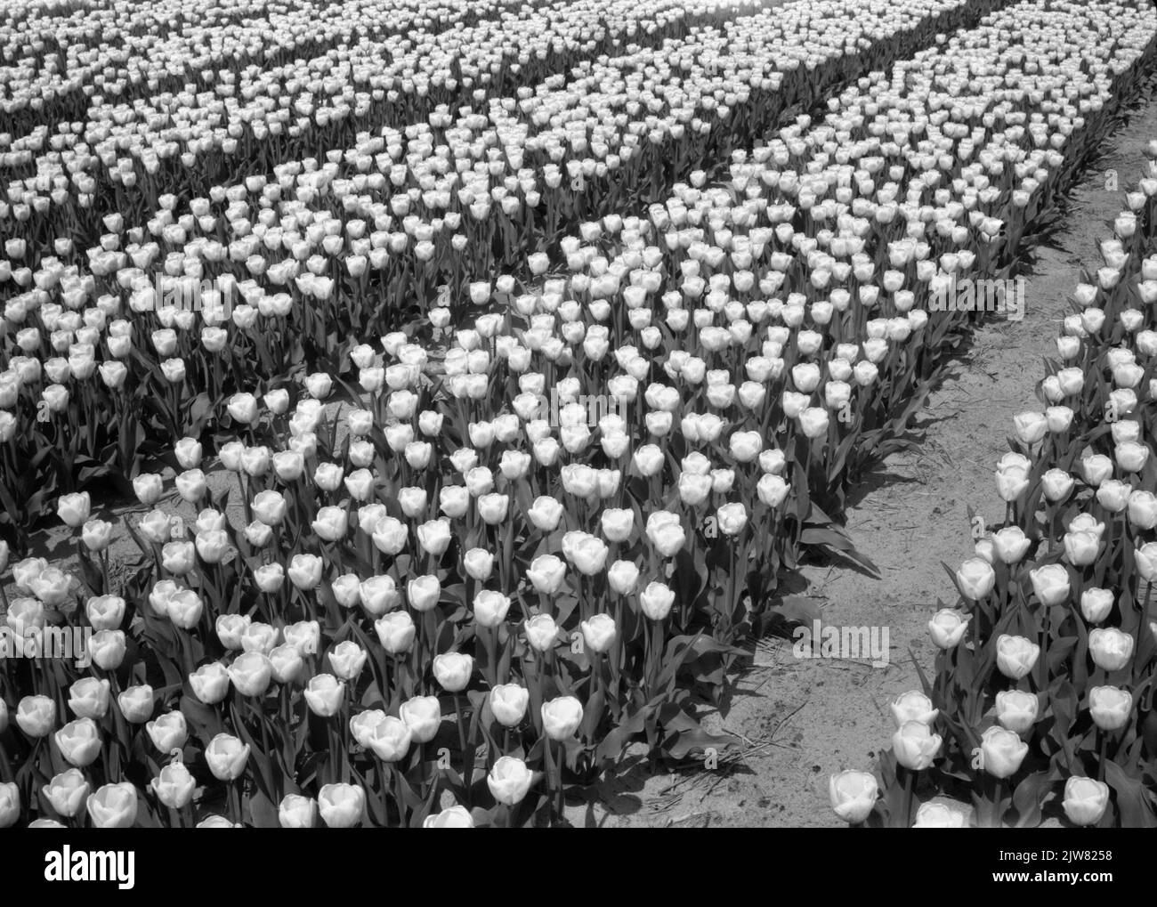 Immagine di un campo con tulipani fioriti a Lisse. Foto Stock