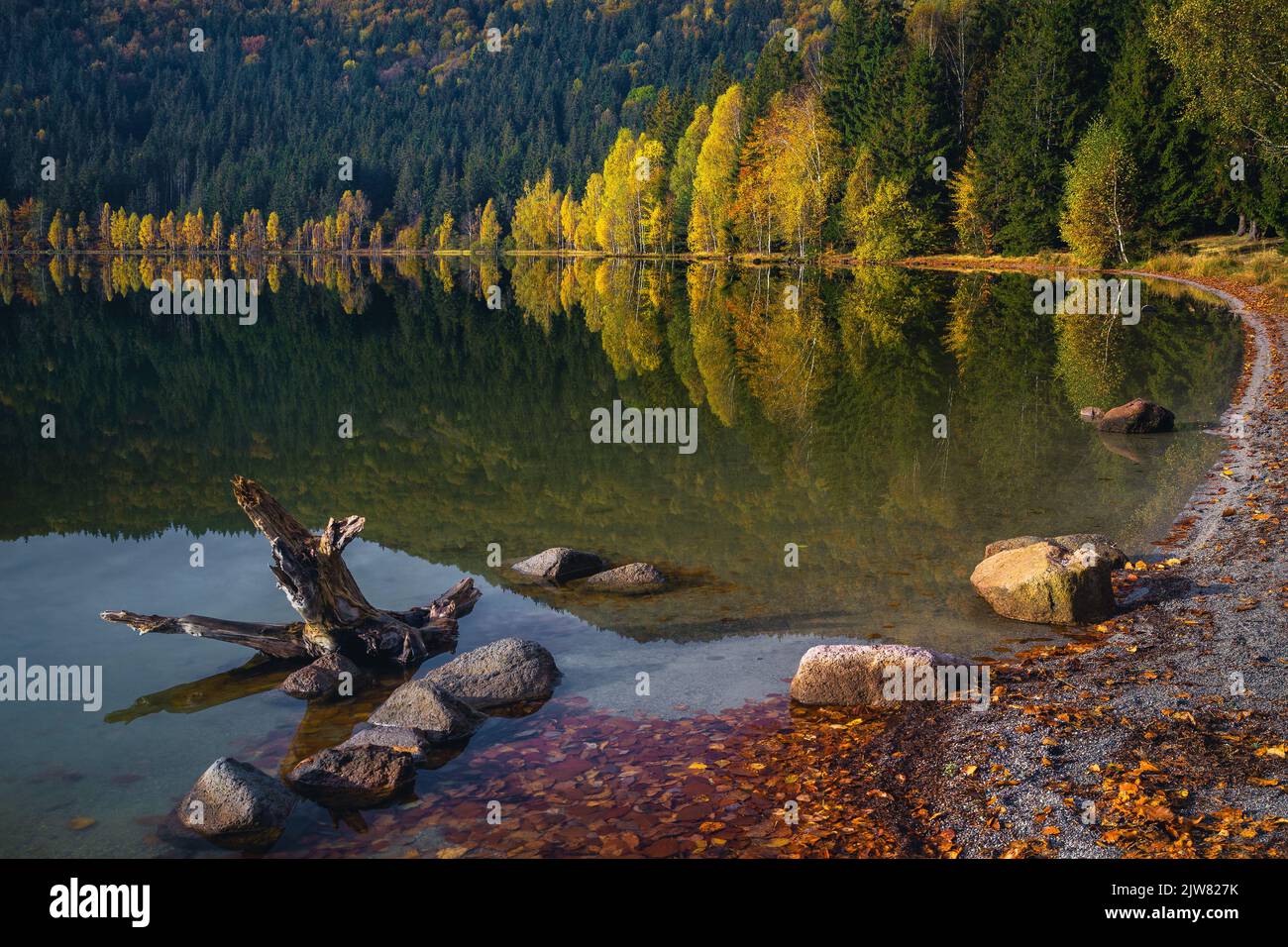 Splendido scenario autunnale con alberi decidui colorati nella foresta e il famoso lago vulcanico. Grande luogo turistico e di viaggio, lago di Saint Ana, Transy Foto Stock