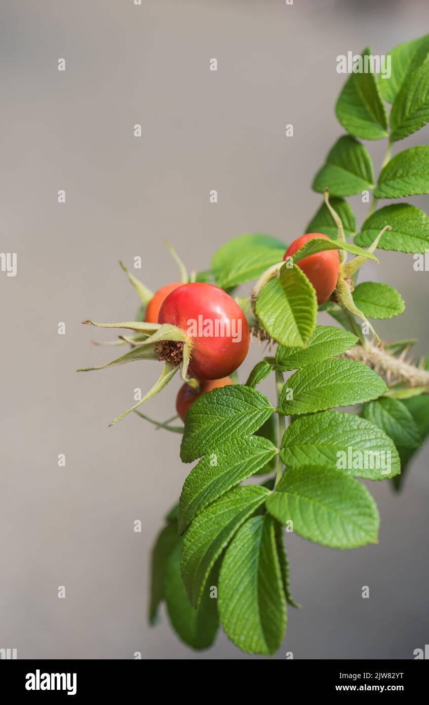 Fianchi di rosa dalla rosa giapponese (rosa rugosa) Foto Stock