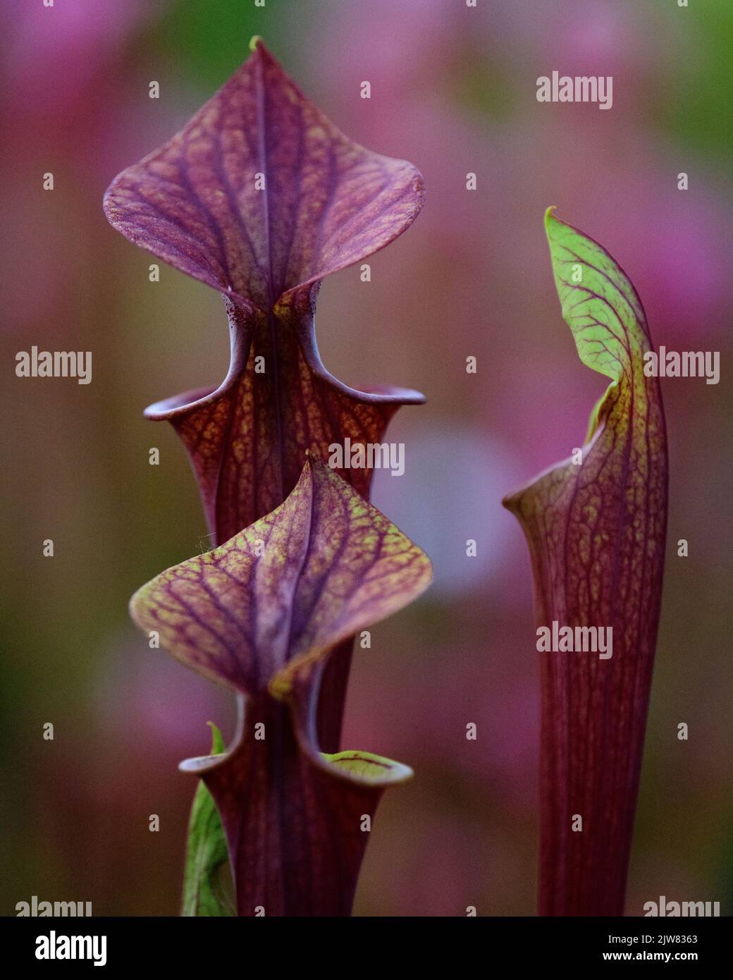 La bella e mortale Sarracenia tromba pianta caraffa. Non volete essere un insetto intorno ad una di queste piante carnivore. Foto Stock