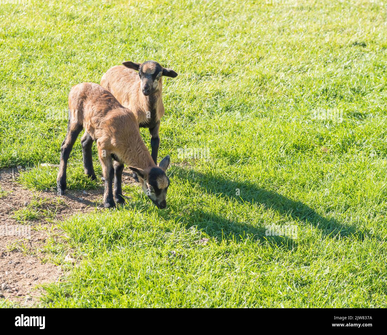 Due graziosi agnelli di pecora Camerun, la pecora Nana Camerun gioca su pascolo verde erba, fuoco selettivo Foto Stock