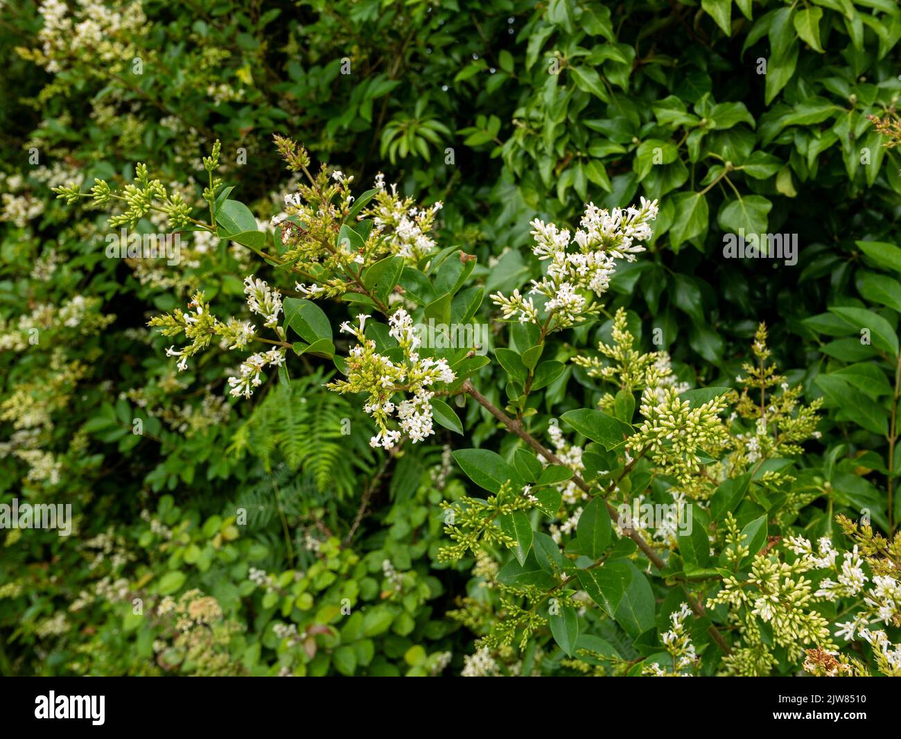 Siepe privato (Ligustrum ovalifolium) in fiore. St Mary's, Isles of Scilly, Cornovaglia, Inghilterra, Regno Unito. Foto Stock