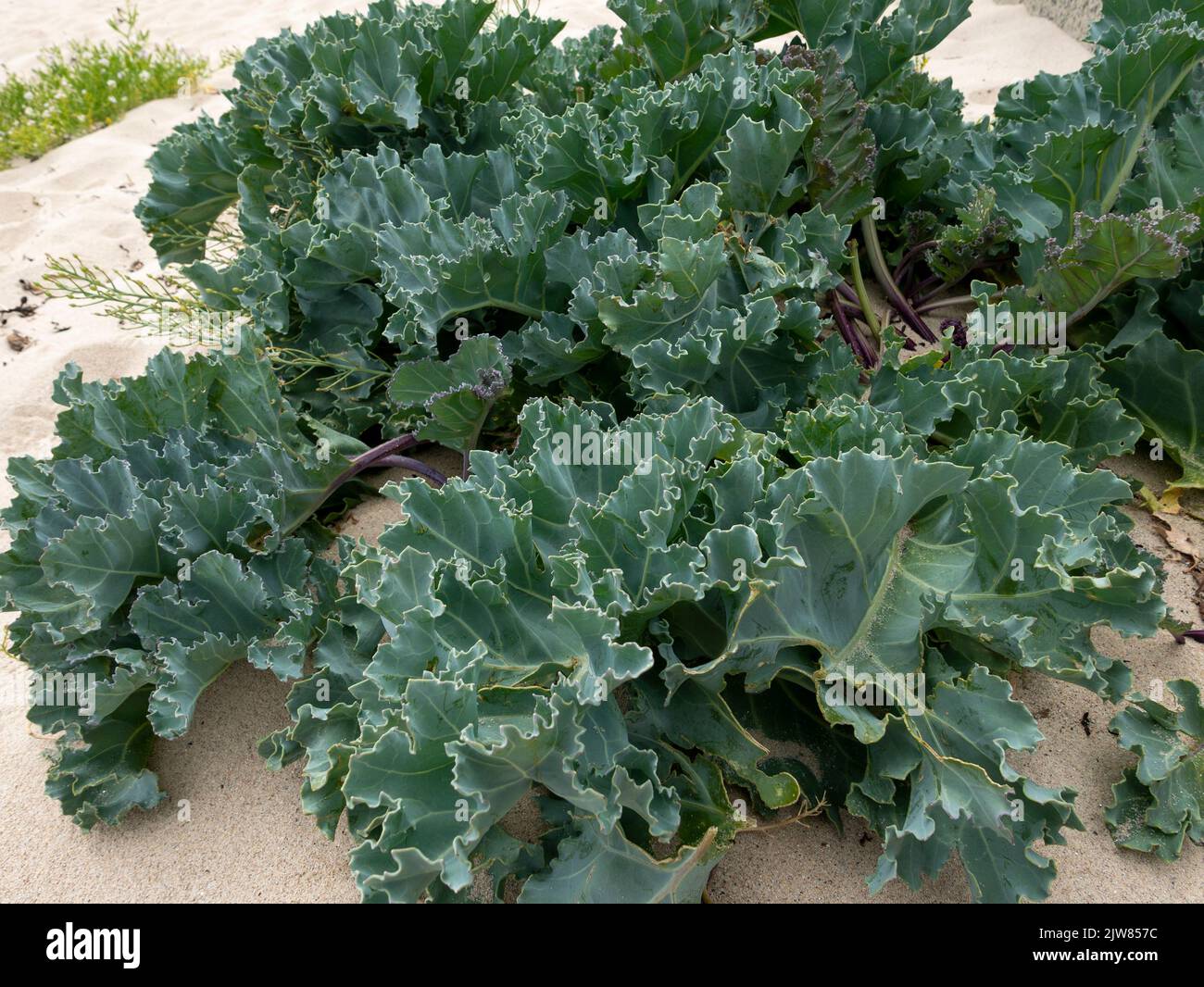 Kale di mare (Crambe maritima) che cresce su una spiaggia. St Mary's, Isles of Scilly, Cornovaglia, Inghilterra, Regno Unito. Foto Stock