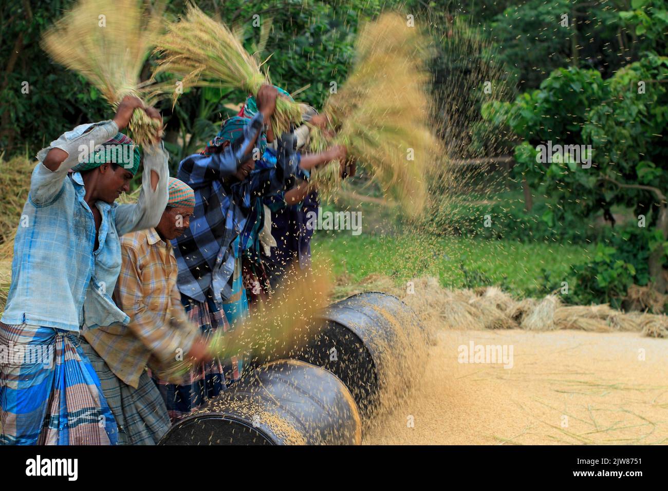 Farmers Harvesting and Threshing Rice Field in Bangladesh Stock Bluring Photo. Naogaon, Bangladesh Foto Stock