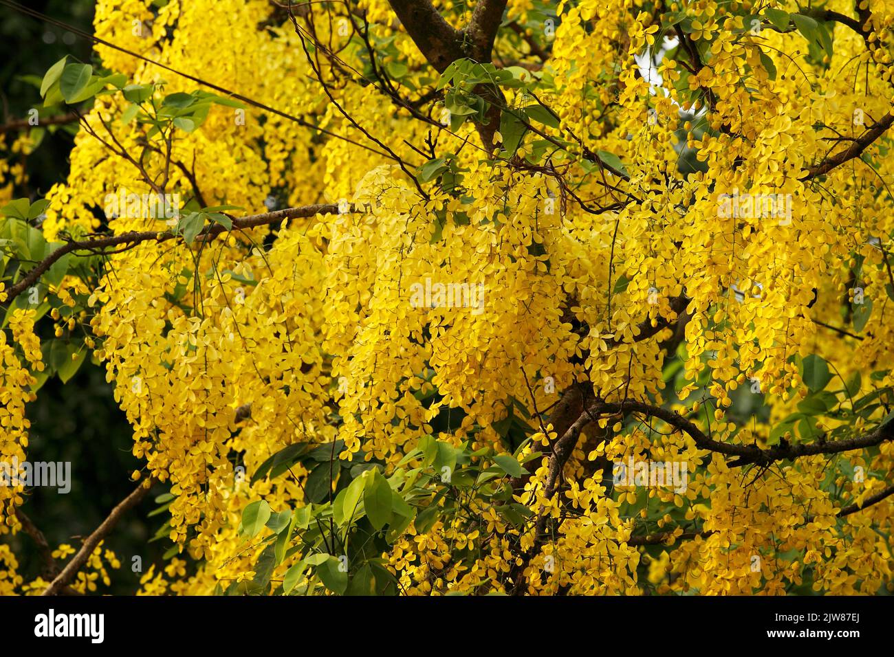 Foto di scorta - il fiore giallo della fistola di Cassia (o albero dorato della doccia) sta fiorendo sulla stagione dell'estate. Dhaka, Bangladesh Foto Stock