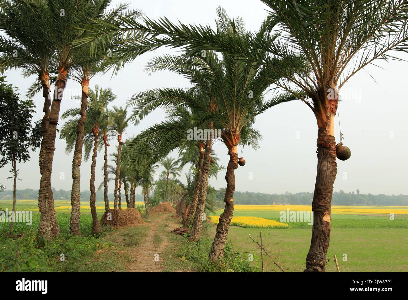 Foto di scorta - Data albero di palma inverno mattina foto cattura dal Bangladesh. Fotografia invernale naturale. La sap di albero di data è raccolta in una pentola di creta. Foto Stock