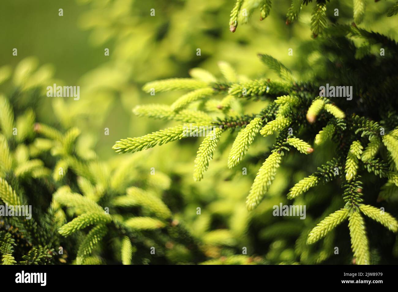 esterno verde natura modello di rami di pino Foto Stock
