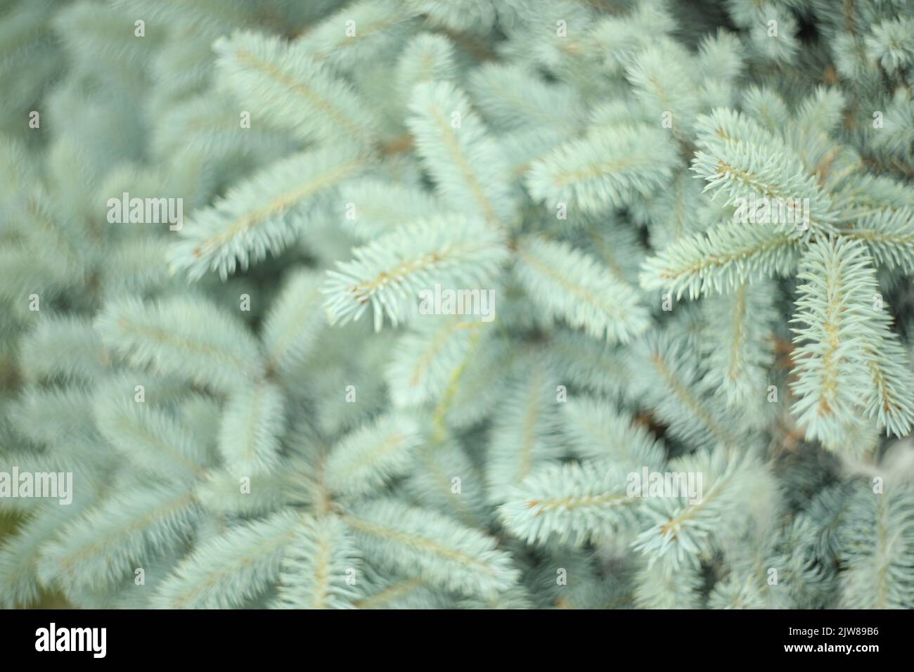 esterno verde natura modello di rami di pino Foto Stock