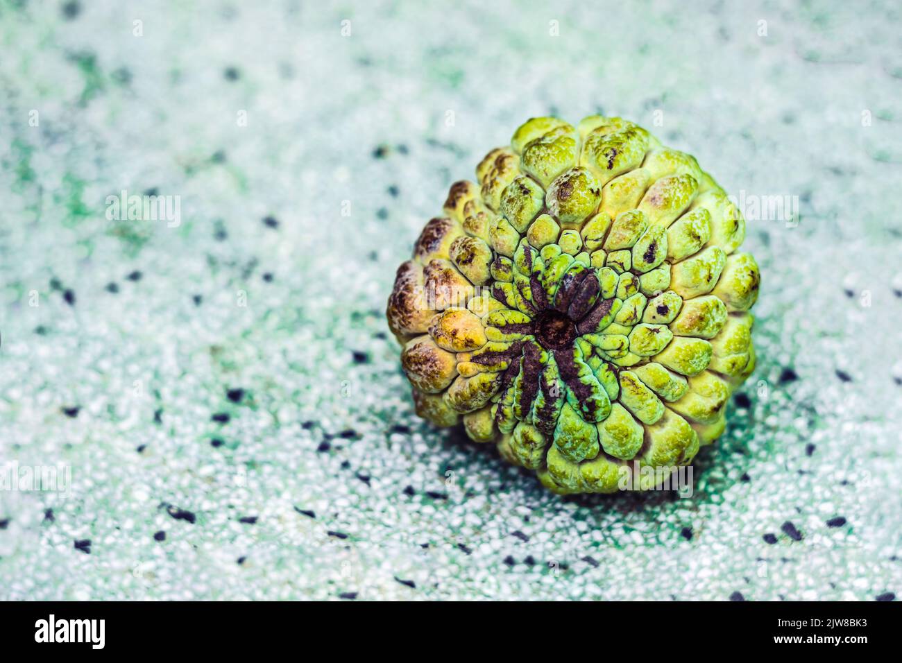 Vera foto maturata vicino macro zucchero crema mela annona esotica frutta tropicale. Superficie della pelle ovale squamosa ruvida. Contrasto verde giallo brillante Foto Stock