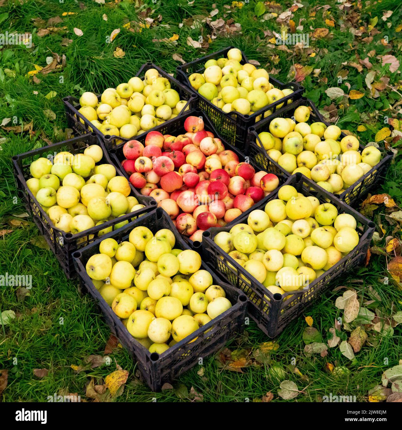 Raccolta autunnale di succulente mele rosse e gialle mature in scatole sull'erba. Foto Stock