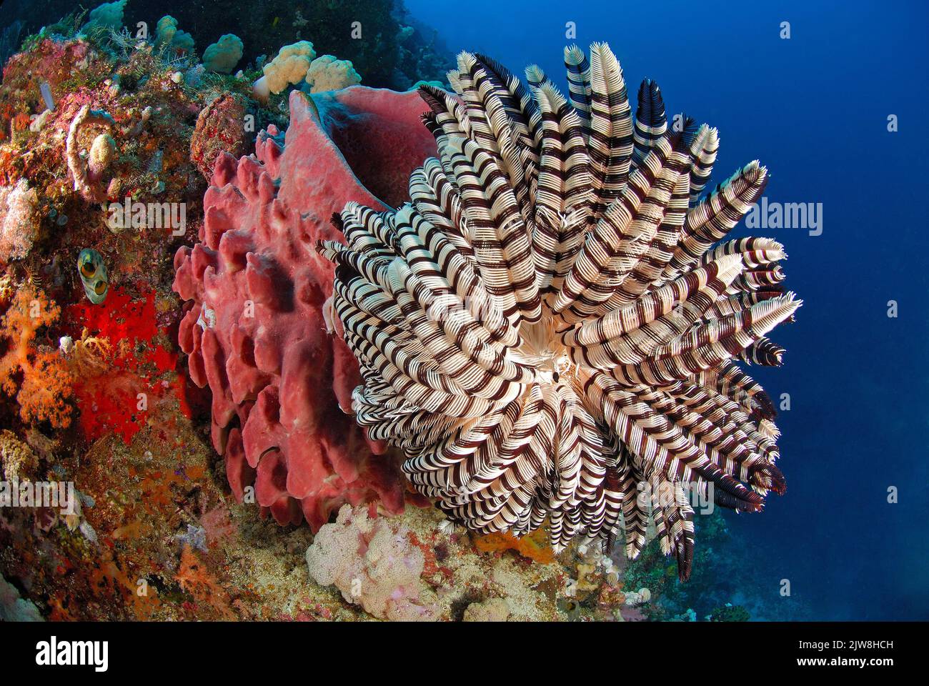 Questo crinoide, noto anche come una stella piuma (Comatulida), si dispiega per filtrare plancton, Raja Ampat, Indonesia, Pacifico Ocan Foto Stock