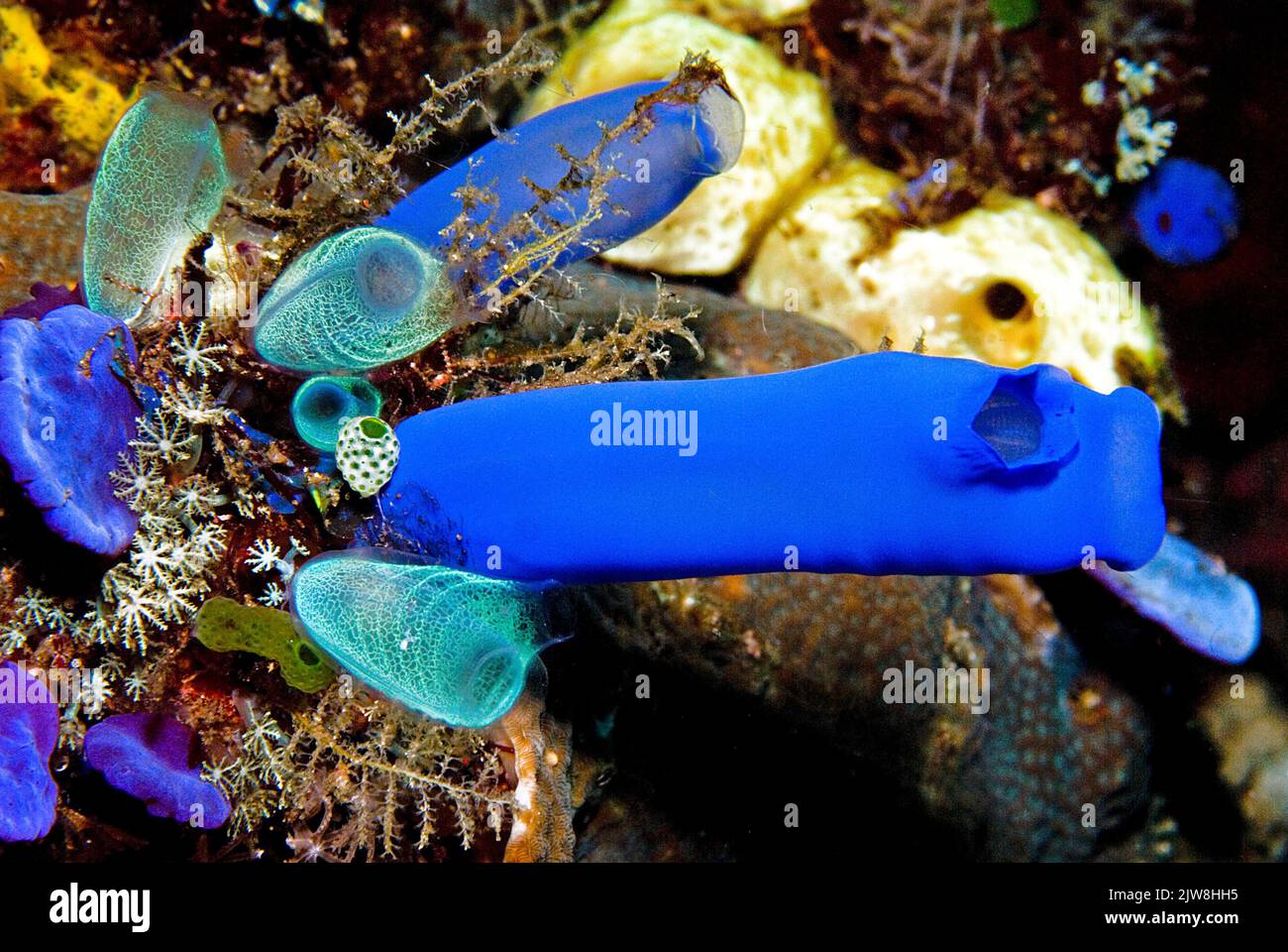 Blue Sea squirt (Rhopalaea sp.), colonia di squirt marine in una barriera corallina, Thailandia, Mare delle Andamane, Asia Foto Stock