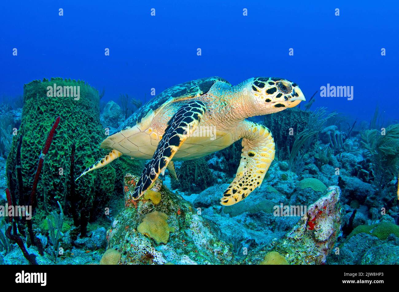 Hawksbill Turtle (Eretmochelys imbricata) in una barriera corallina dei caraibi, Statia, St. Eustatius, Caraibi. Foto Stock