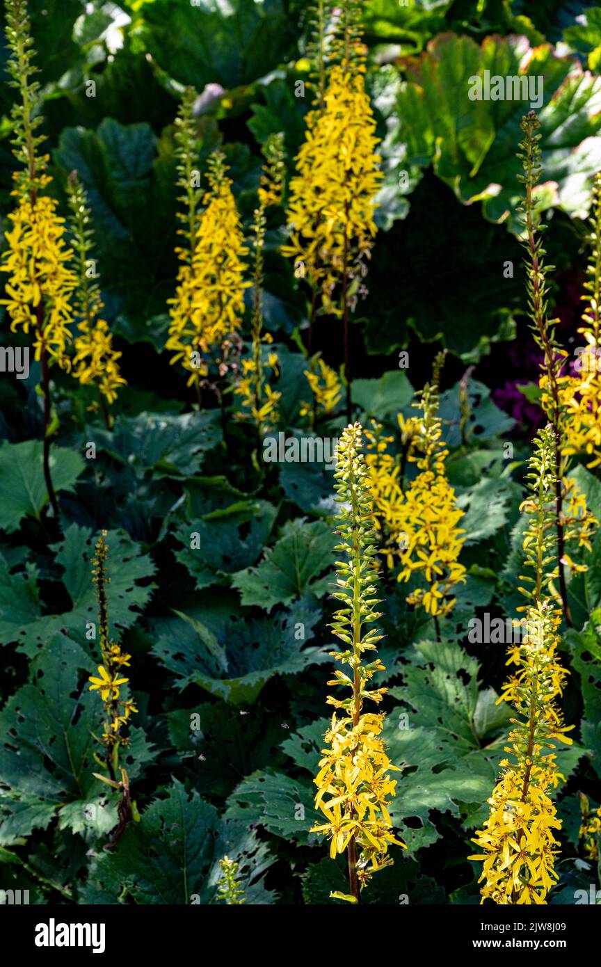 Ligularia il razzo,pianta leopardo il razzo,Ligularia przewalskii il razzo,Asteraceae.fiori estivi gialli luminosi. Foto Stock