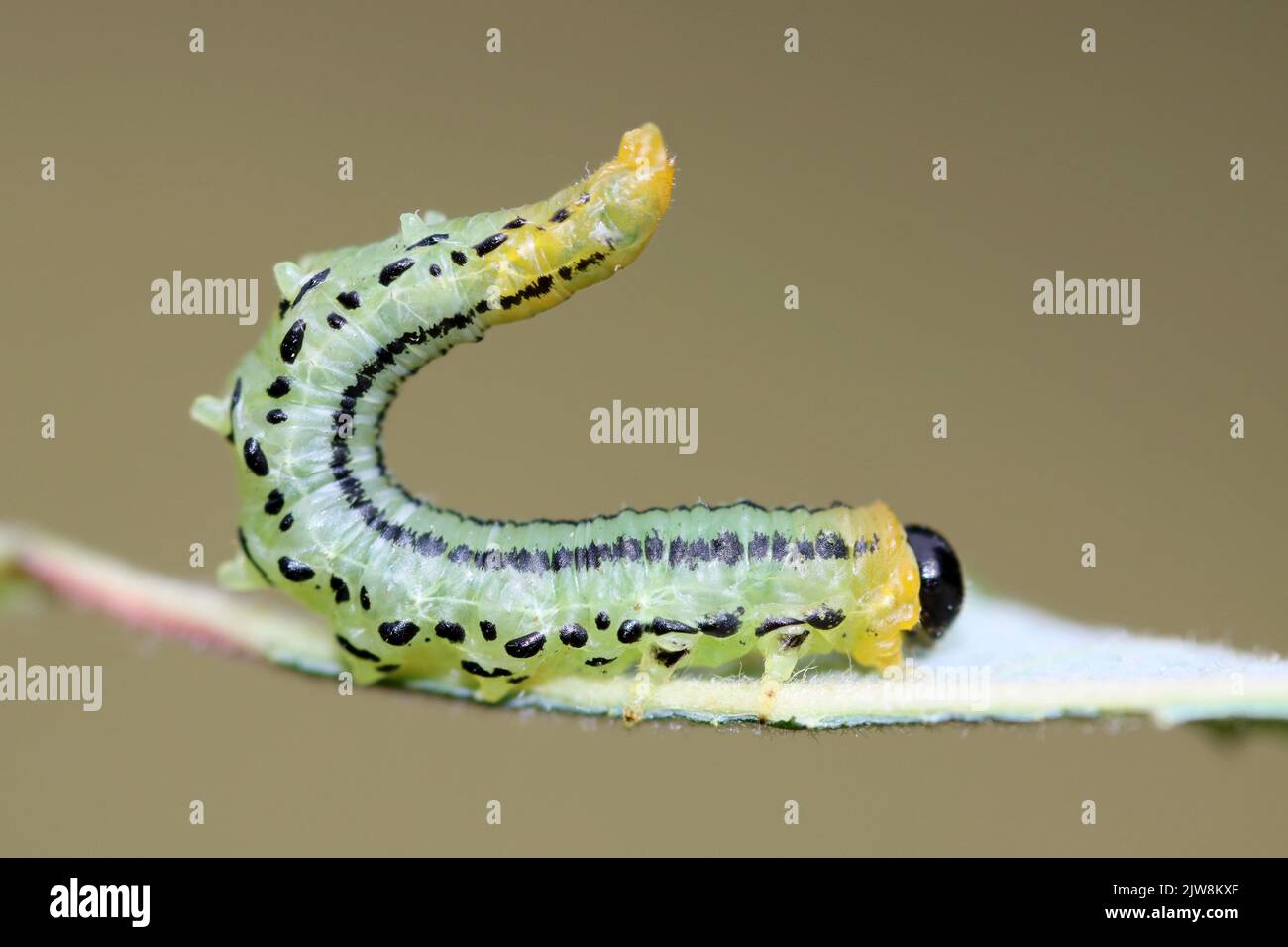 Lesser Willow Sawfly larva - Nematus pavidus syn. Euura pavida Foto Stock