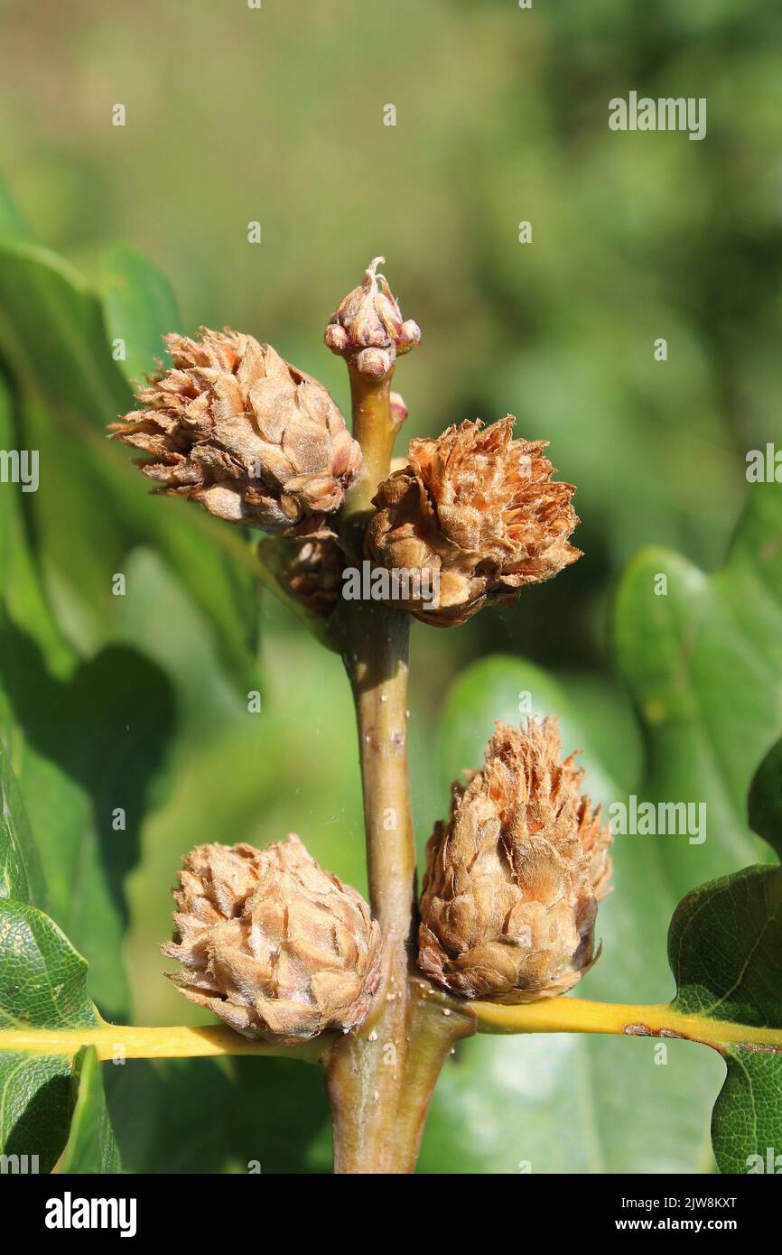 Sfere di carciofo di quercia causate dal fecondatore Gall Wasp Andricus Foto Stock