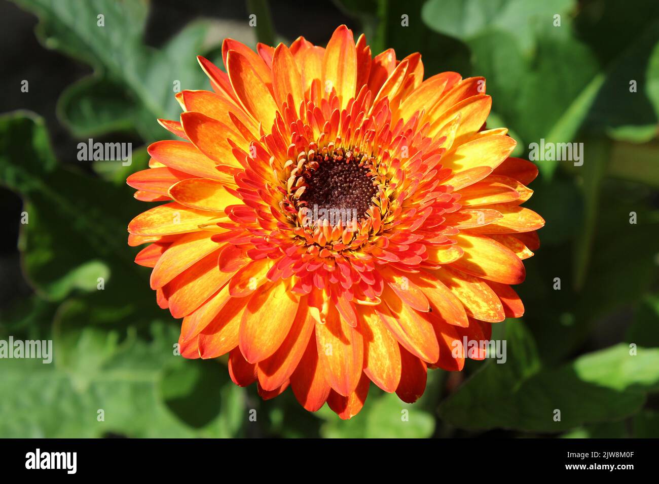 Gerbera 'Vulcano' Foto Stock