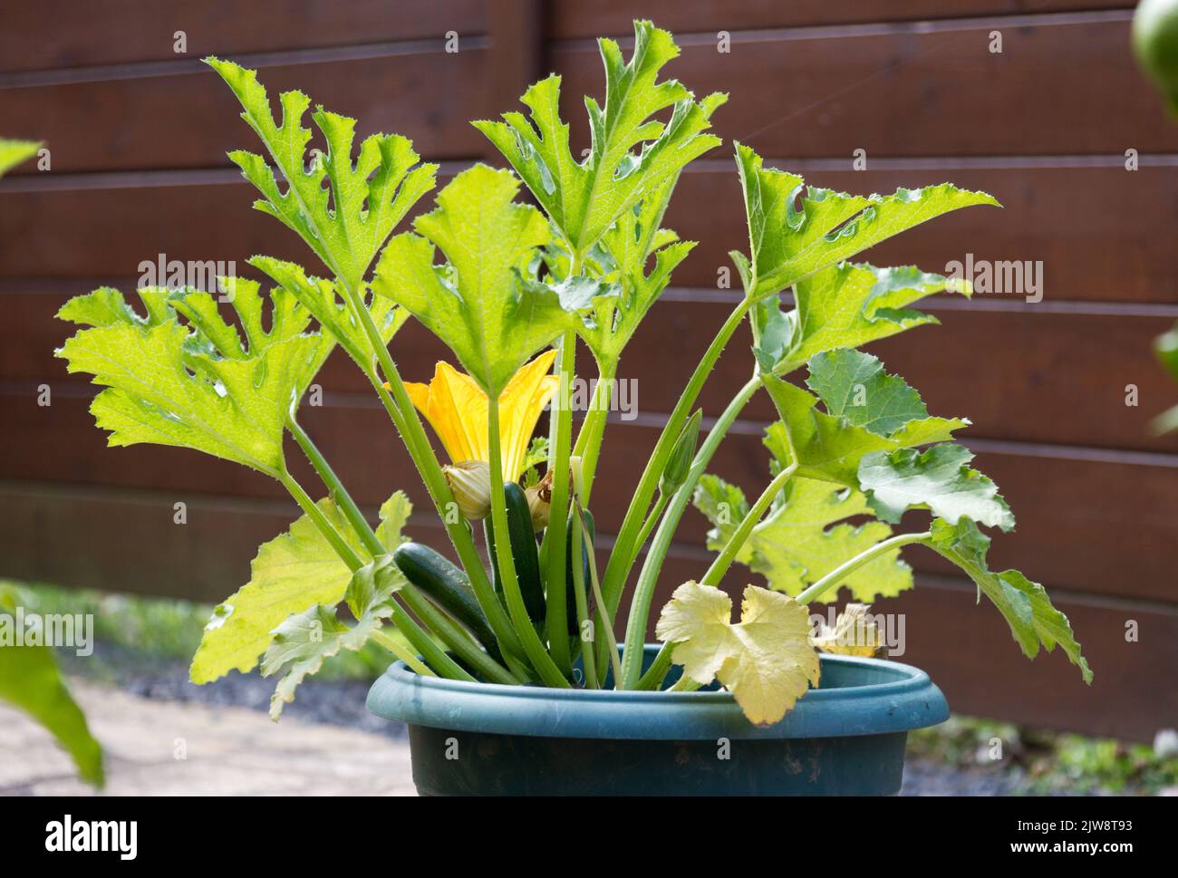 giovane pianta di zucchine che cresce in una pentola Foto Stock