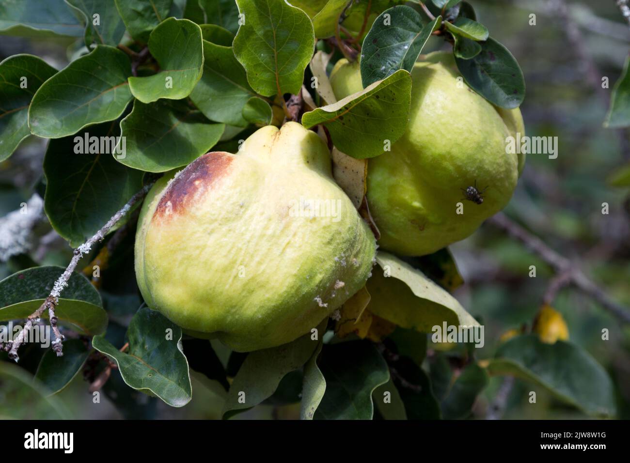 Frutta di cotogna che cresce su un albero in Francia Foto Stock