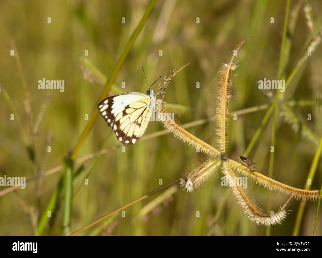 La farfalla bianca comune ha bordi neri più ampi alle ali rispetto a molti altri simili 'bianchi'. Hanno anche una sfumatura giallastra al sottobosco Foto Stock