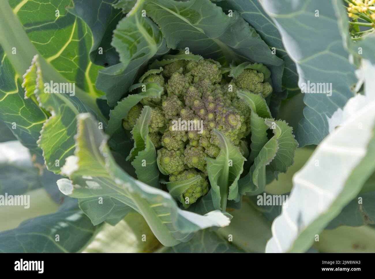 Cavolfiore Romanesco Foto Stock