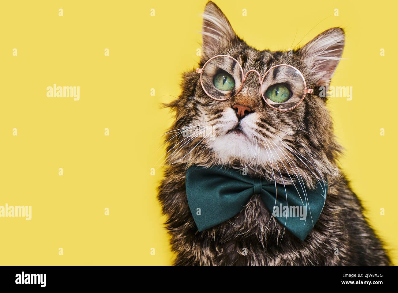 Gatto divertente in cravatta d'arco e occhiali seduti su sfondo giallo Foto Stock