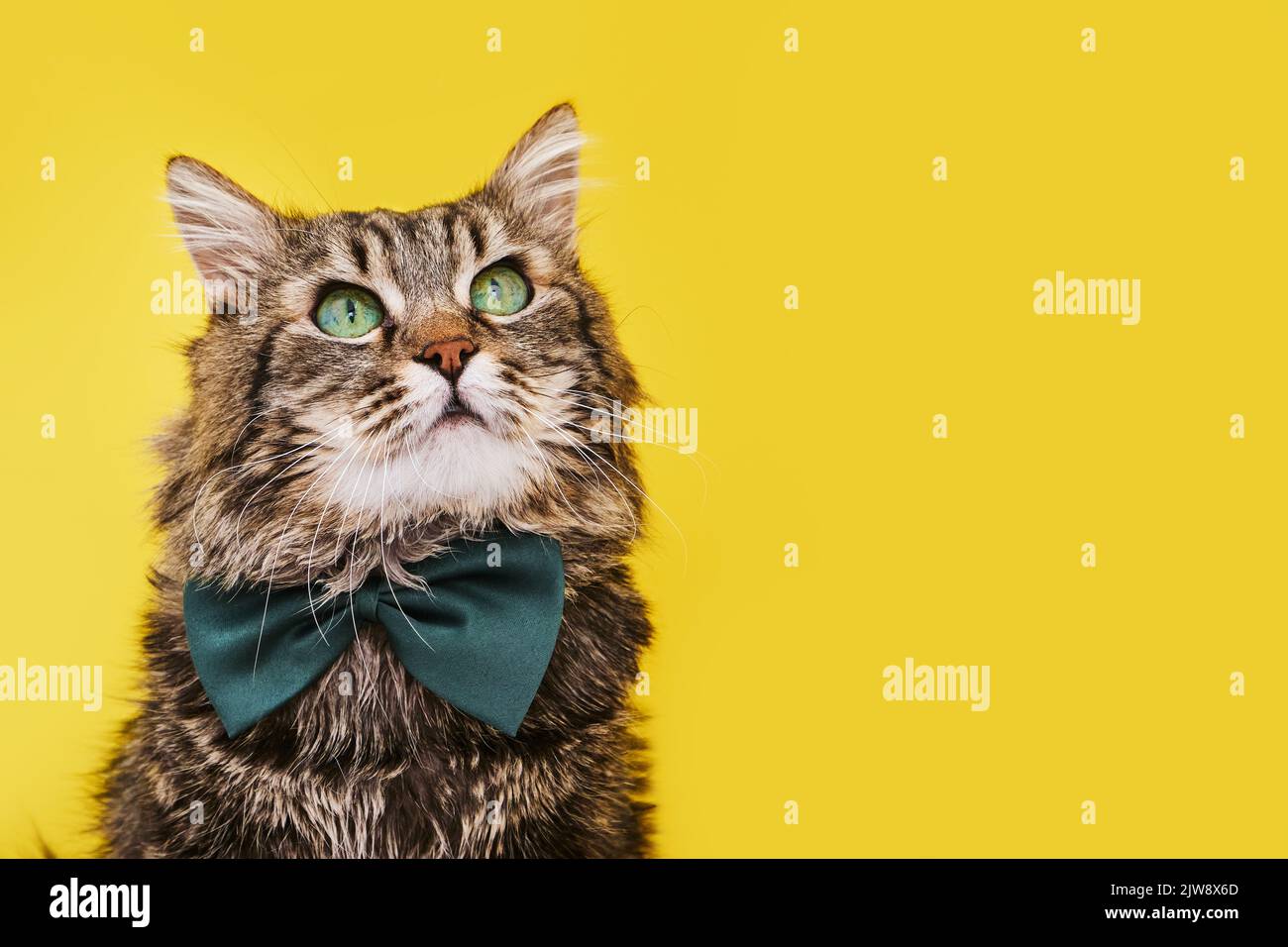 Gatto divertente in cravatta d'arco e occhiali seduti su sfondo giallo Foto Stock