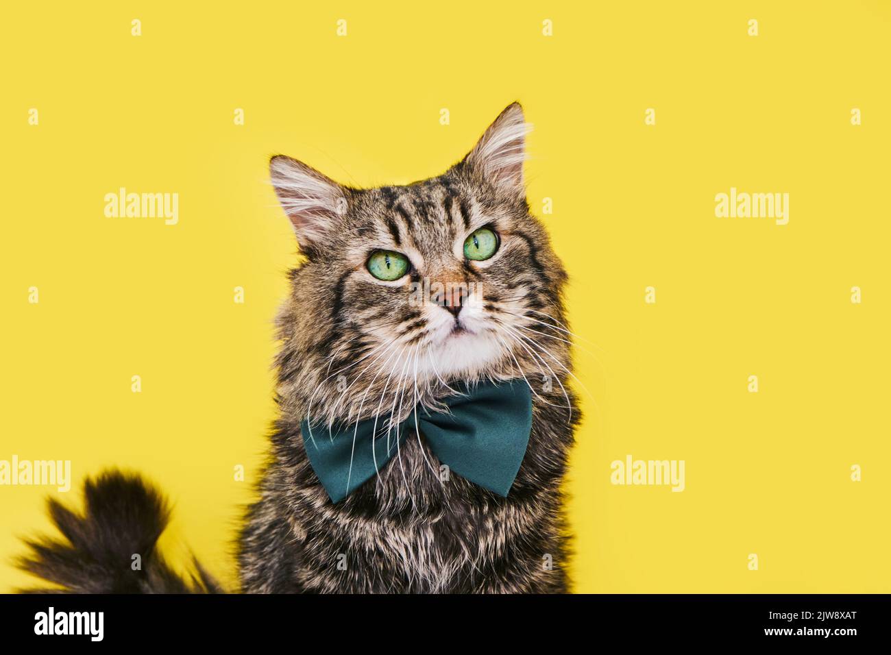 Divertente gatto intelligente in cravatta di prua e occhiali seduti su sfondo giallo, copia spazio per il testo. Negozio di occhiali ottici, pubblicità creativa. Corsi online Foto Stock