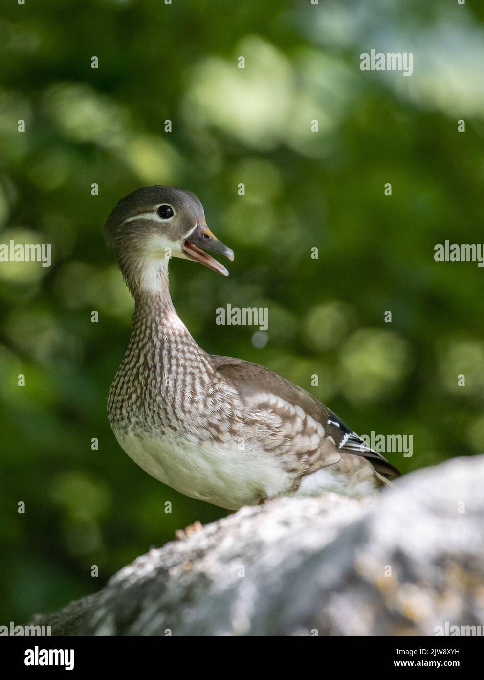 Splendida vista di una femmina mandarino anatra (Aix galericulata) su un muro con becco aperto chiamata, West Yorkshire, Inghilterra, Regno Unito Foto Stock