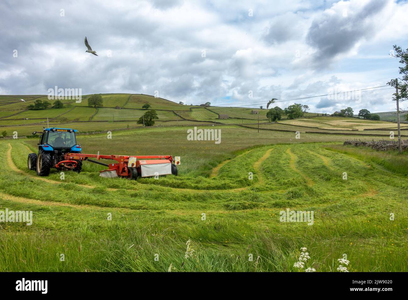 Contadino in un trattore che taglia l'erba per l'insilato seguito da gabbiani a testa nera vicino ad Appletreewick nel Parco Nazionale delle Yorkshire Dales, Inghilterra Foto Stock