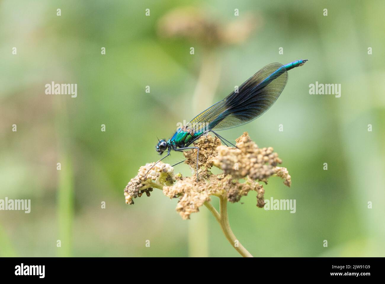 Male Banded Demoiselle vicino al fiume Ure, North Yorkshire Foto Stock