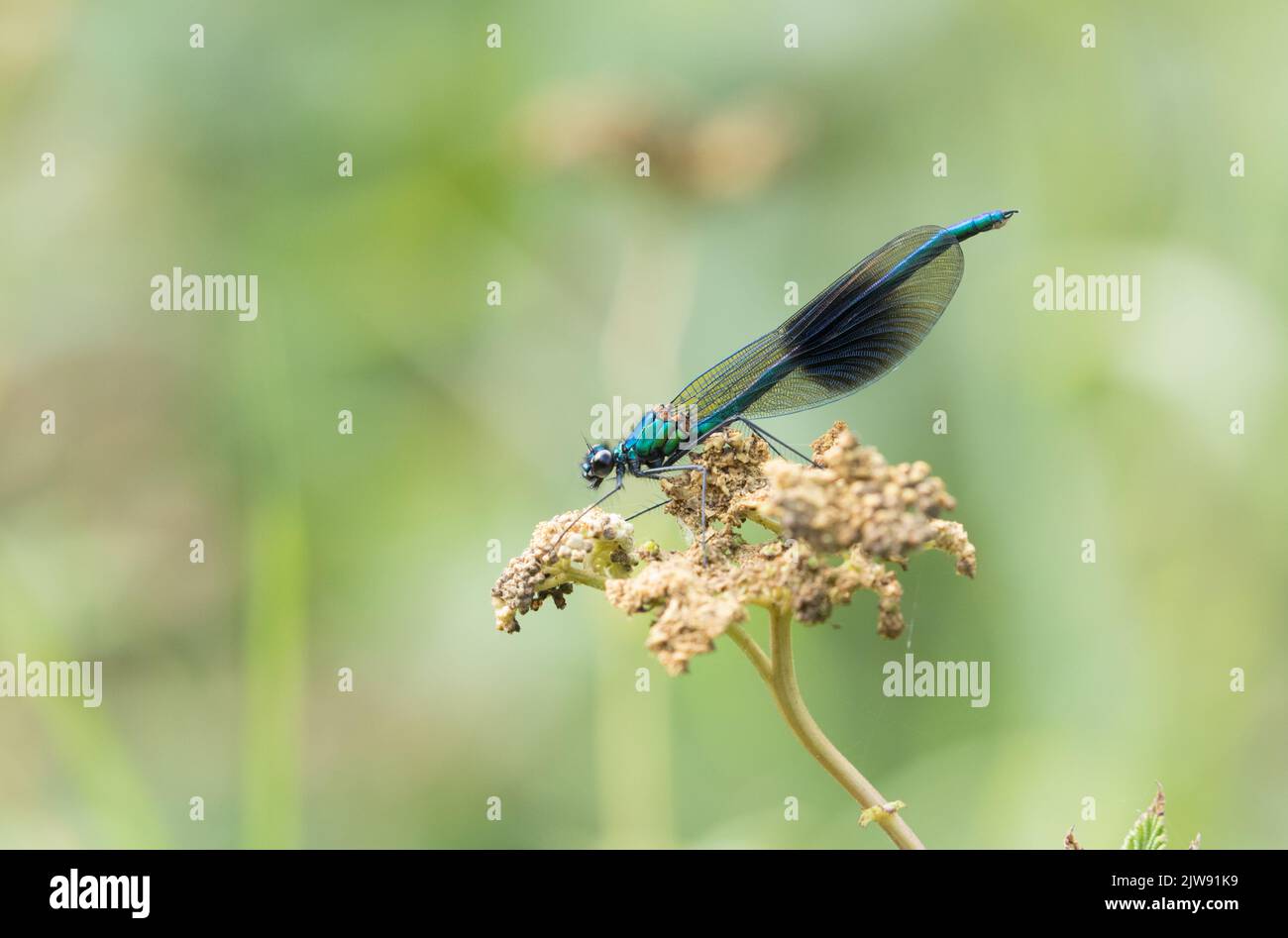 Male Banded Demoiselle vicino al fiume Ure, North Yorkshire Foto Stock