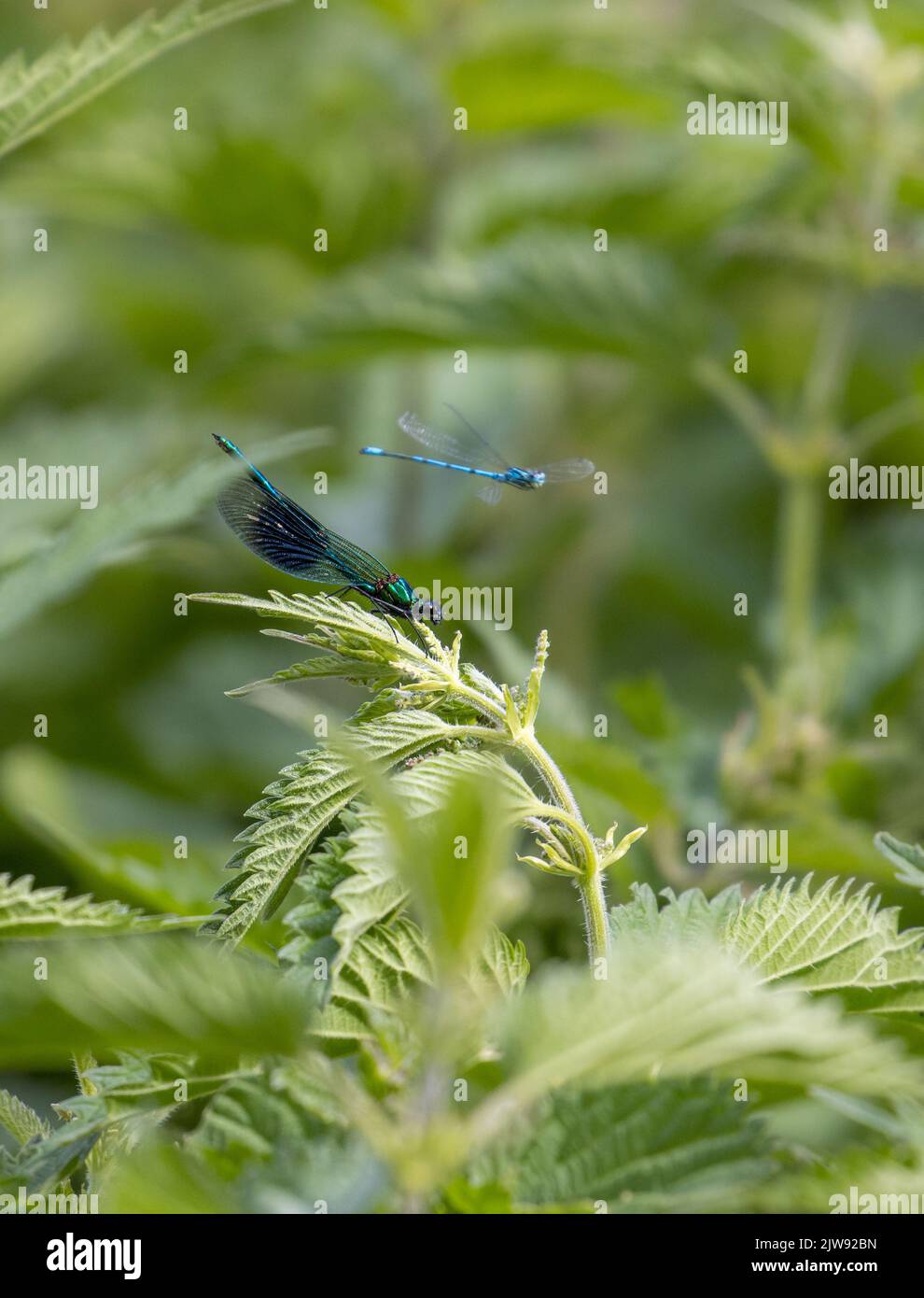 Due specie di insetti - un maschio bandito demoiselle damselfly (Calopteryx splendens) e Azure damselfly in volo. Splendida vista laterale, West Yorkshire, Foto Stock