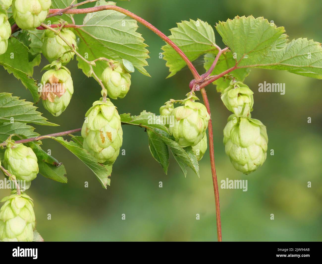 Coni di luppolo maturi verdi su lupulus selvaggi, Humulus lupulus all'inizio di settembre Foto Stock