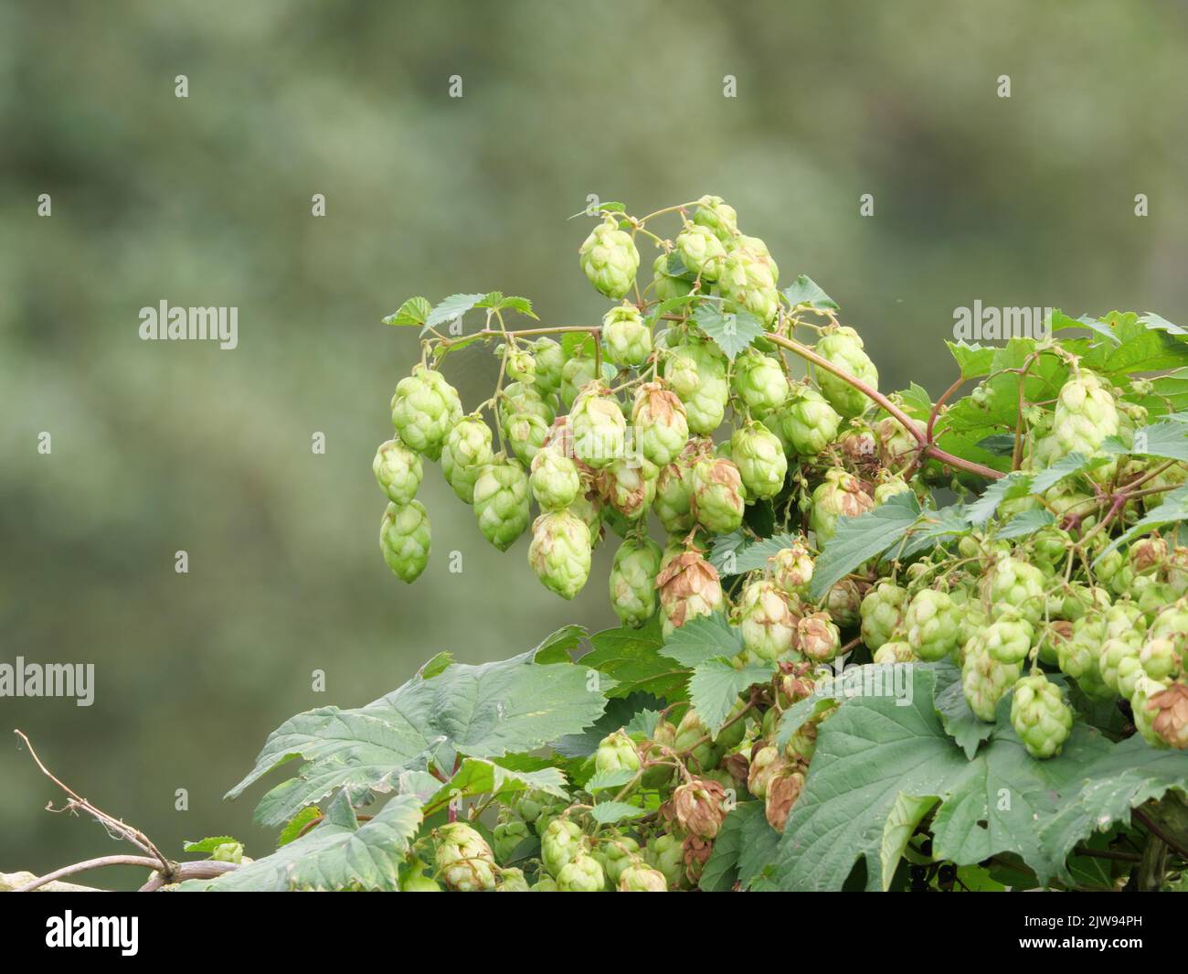 Coni di luppolo maturi verdi su lupulus selvaggi, Humulus lupulus all'inizio di settembre Foto Stock