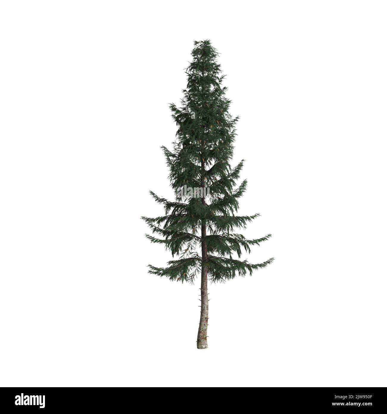 3d illustrazione dell'albero di picea abies isolato su sfondo bianco Foto Stock