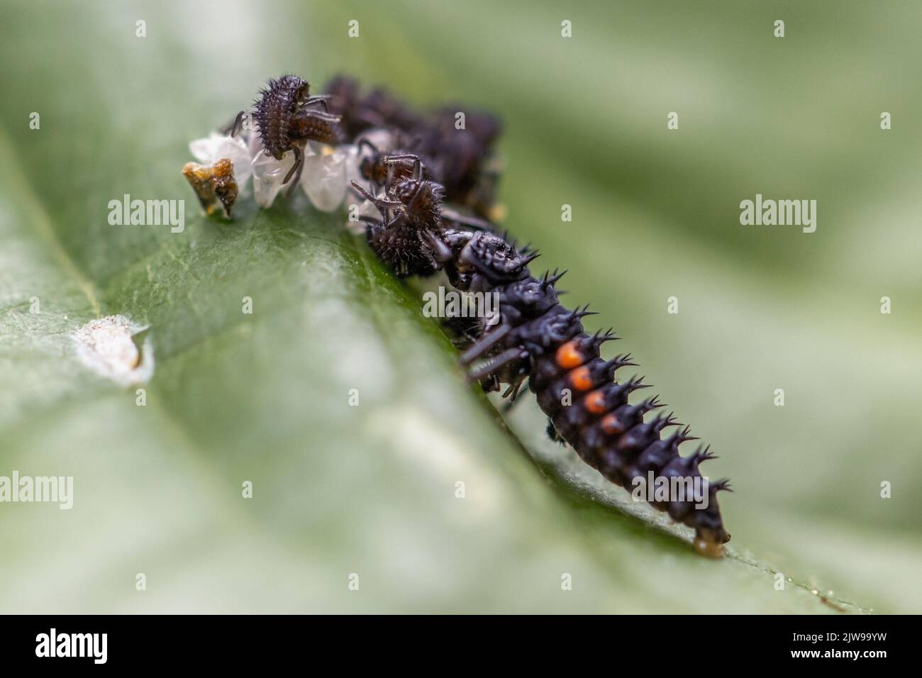 Larva del ladybird dell'arlecchino (Harmonia axyridis) che mangia un'altra larva della stessa specie appena covata - comportamento cannibalistico, Regno Unito Foto Stock