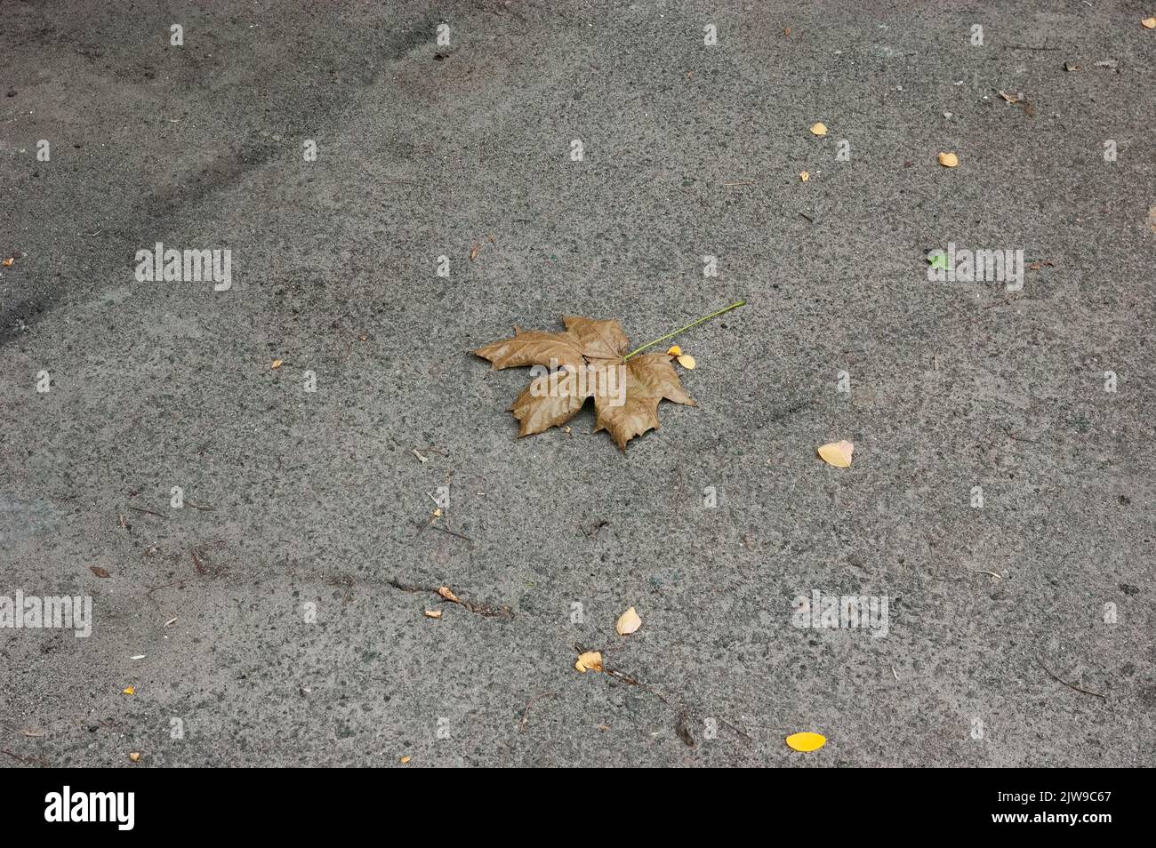 sul pavimento si trova una foglia di acero marrone autunnale solitario Foto Stock