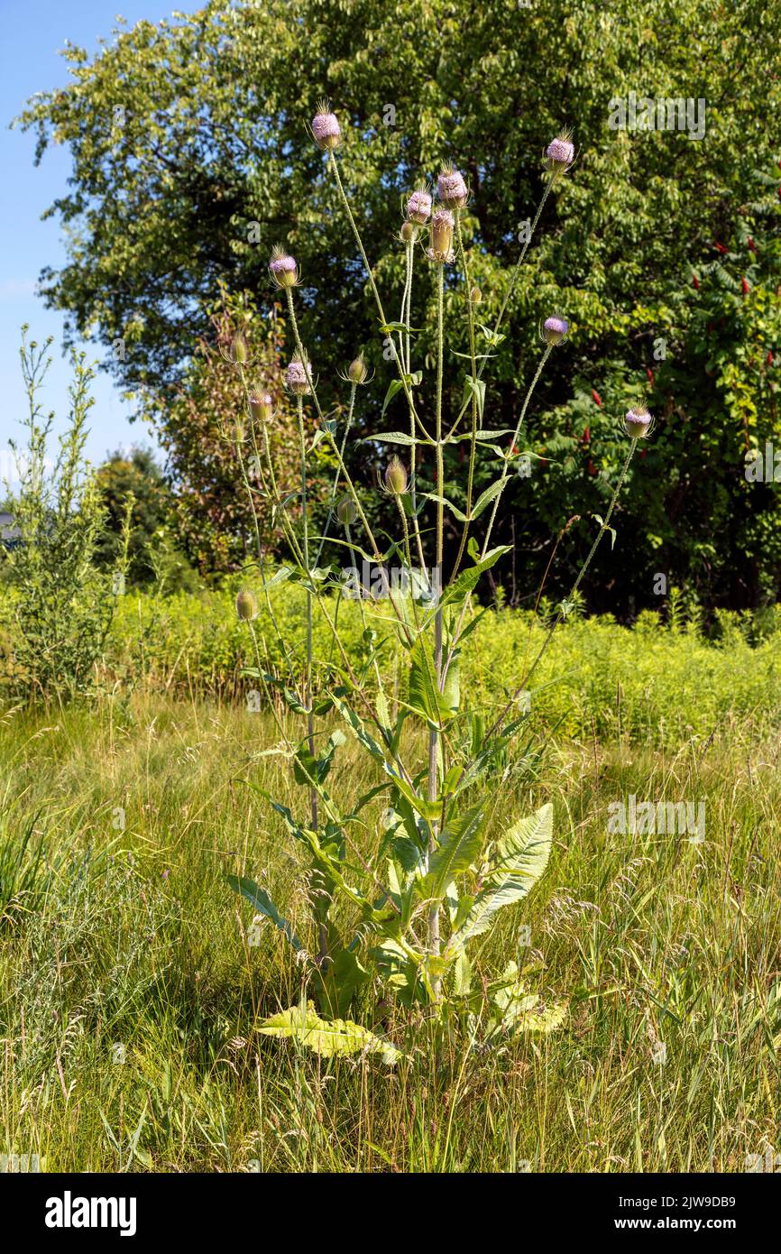 Teasel selvatico, fioritura (Dipsacus fullonum), tarda estate, e USA, di James D Coppinger/Dembinsky Photo Assoc Foto Stock