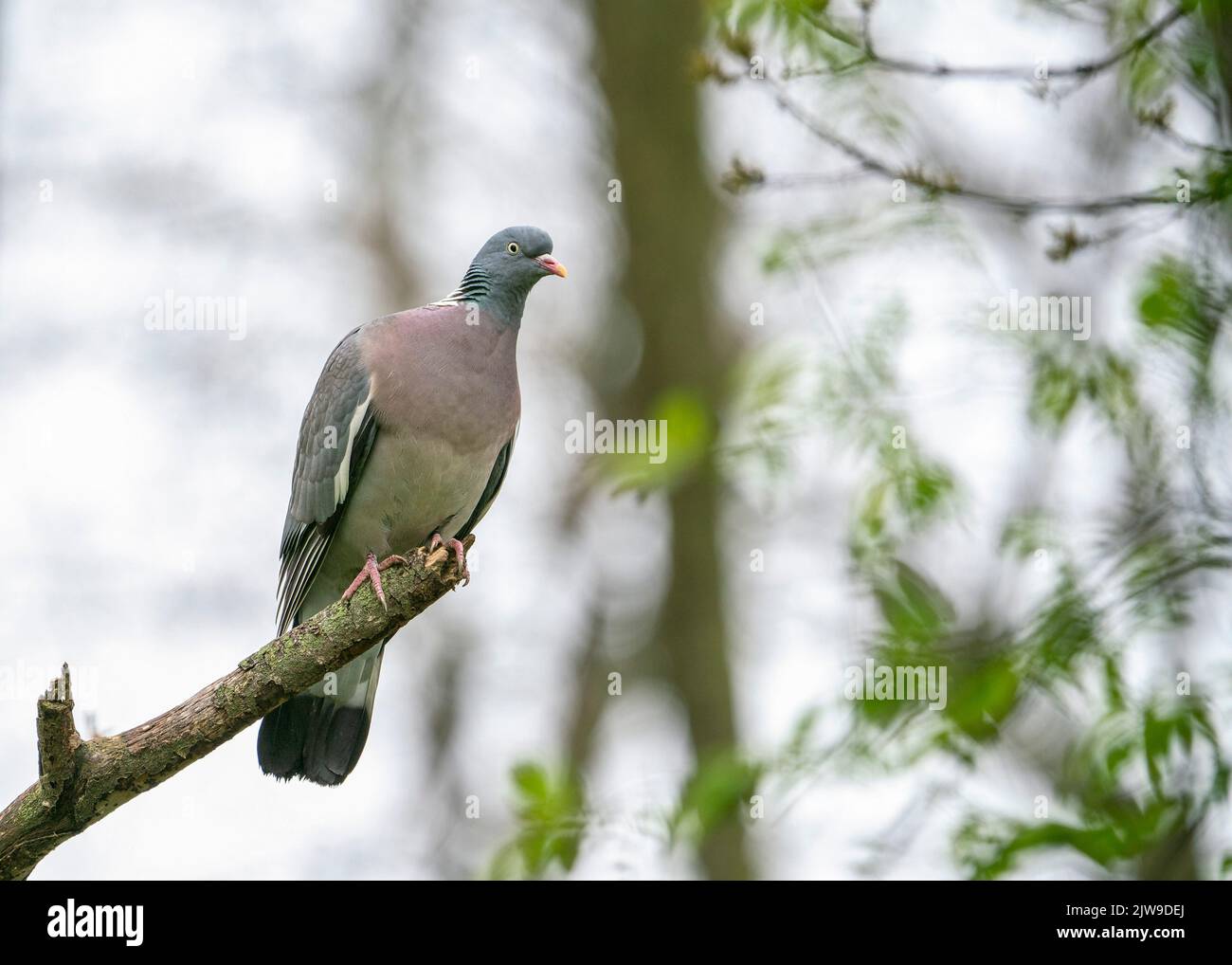 Il piccione di legno comune o il piccione di legno comune (Columba palumbus), noto anche come semplicemente piccione di legno o piccione di legno. Foto Stock