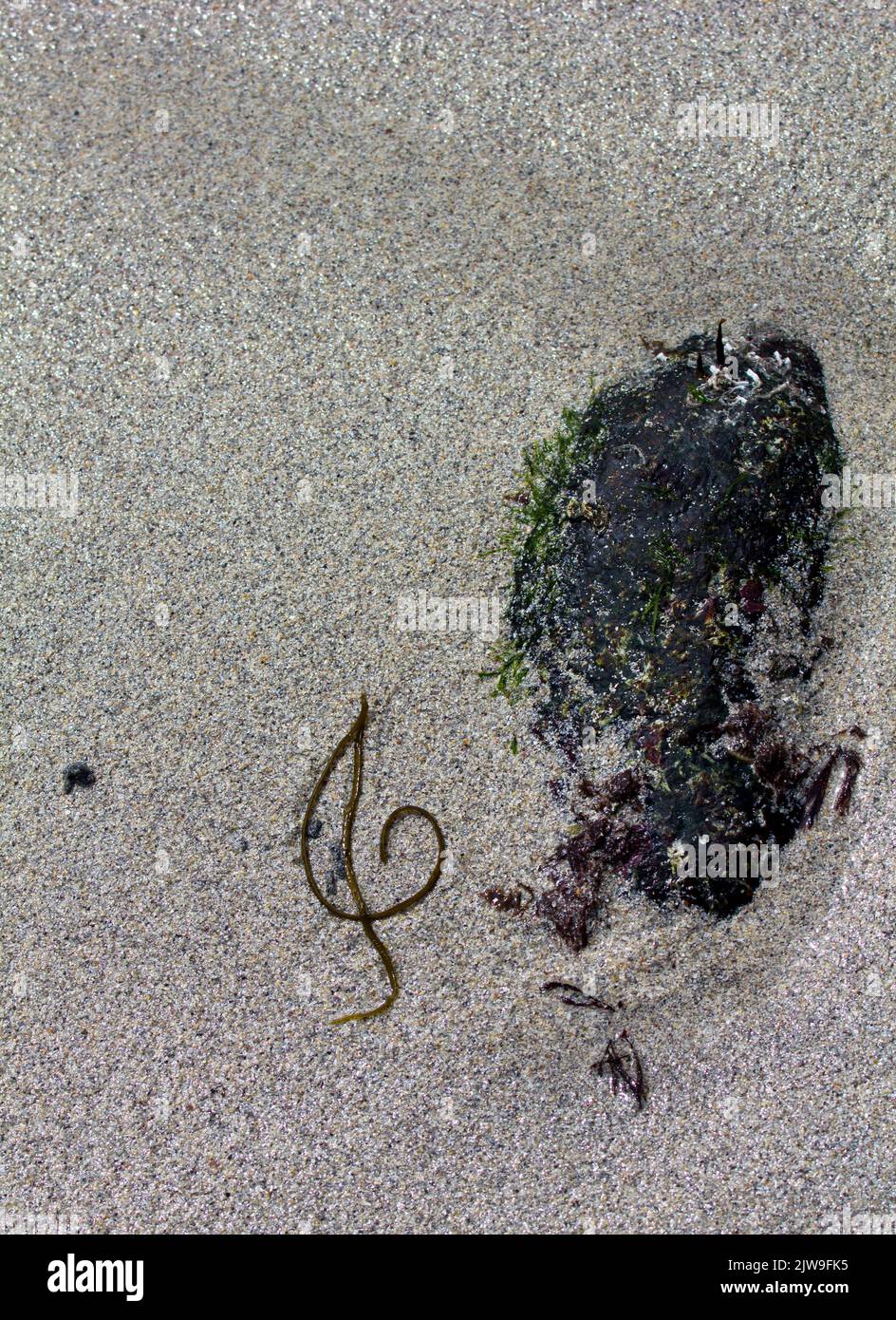 Una formazione chance in alghe di una notazione musicale clef o clef su una spiaggia Cornish. Foto Stock