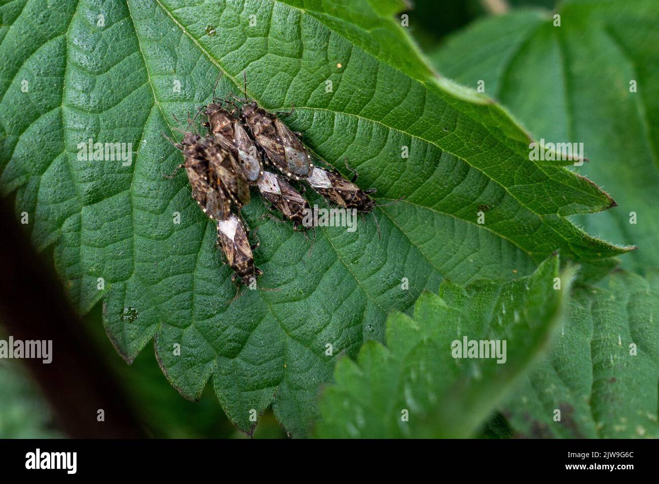 Bug di ortica macinata (Heterogaster orticae), coppie di accoppiamento su una foglia di ortica, Regno Unito Foto Stock