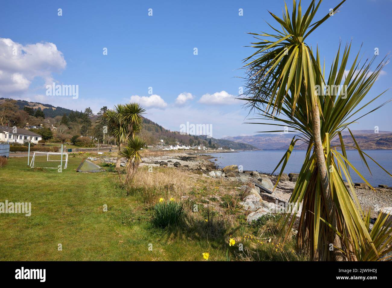 Hardy Fan Palm in Tighnabruaich e una vista luminosa e croccante primavera guardando a nord-est verso Bute attraverso il Kyles di Bute Foto Stock