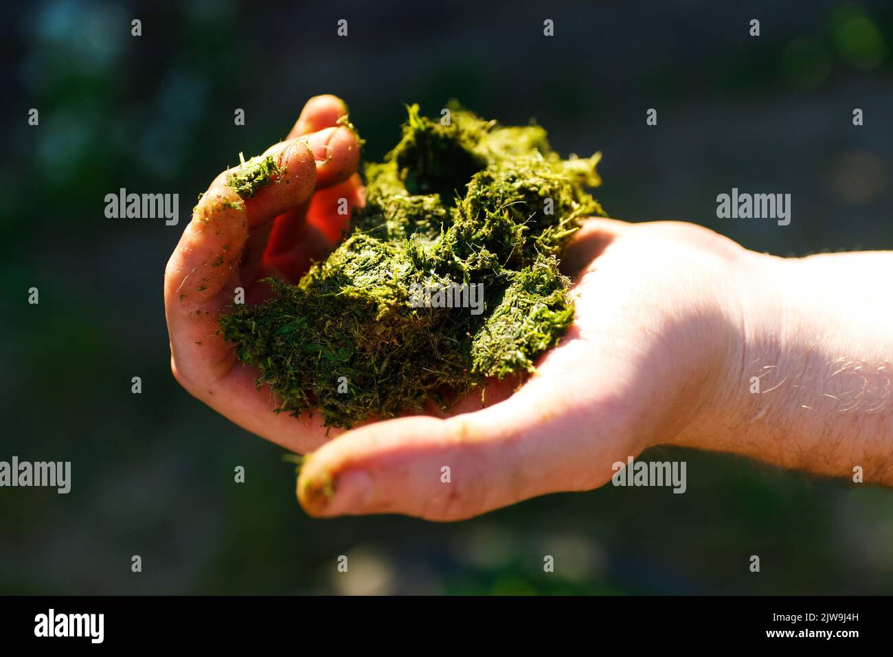 Sfocare l'erba tagliata nelle mani. Ambiente Giornata della Terra nelle mani di alberi che crescono piantine. Verde sfondo femmina mano che tiene l'albero sulla natura fie Foto Stock