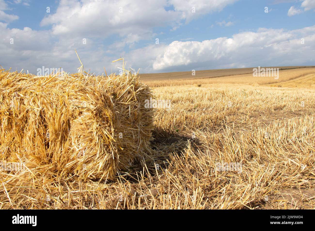 Balle di paglia su un campo di grano. Mietendo foraggio per l'inverno Foto Stock