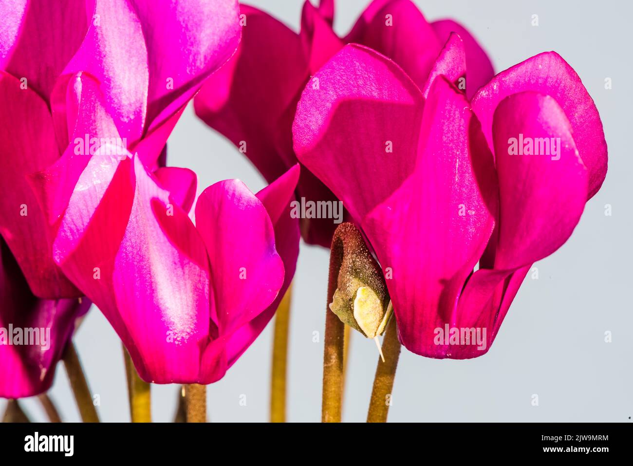 Un ciclamino o Primulacee che cresce in un giardino di campagna. Foto Stock