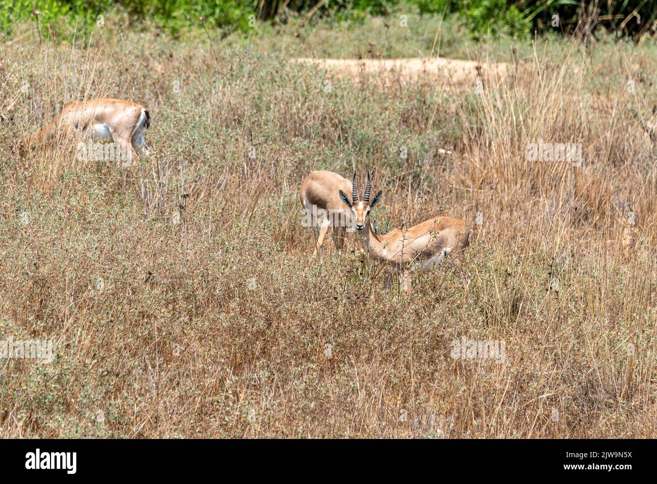 Una gazzella di montagna maschile nel parco nazionale della valle gazelle, Gerusalemme, Israele. Foto Stock