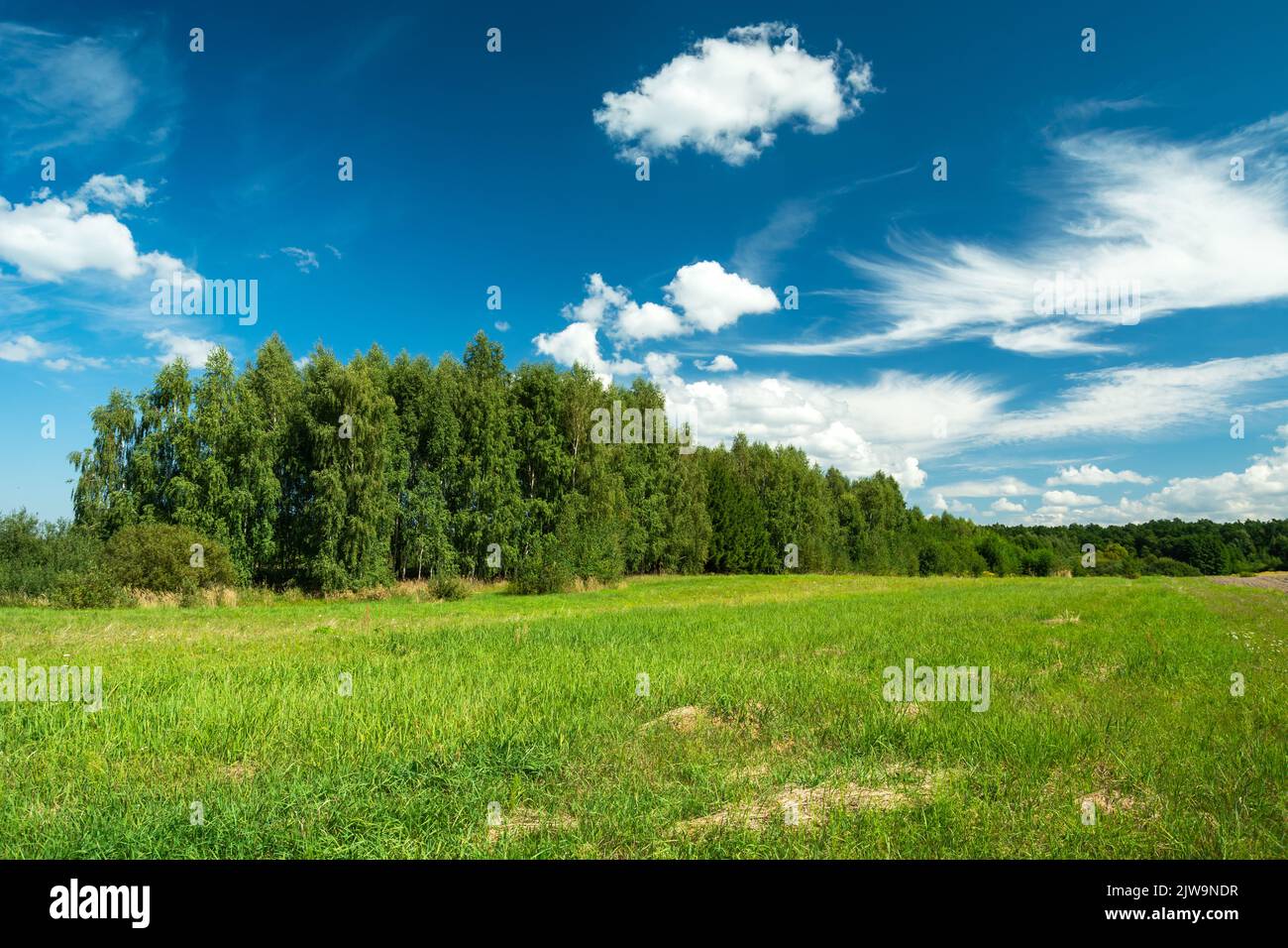 Verde prato e foresta e nuvole bianche sul cielo blu Foto Stock